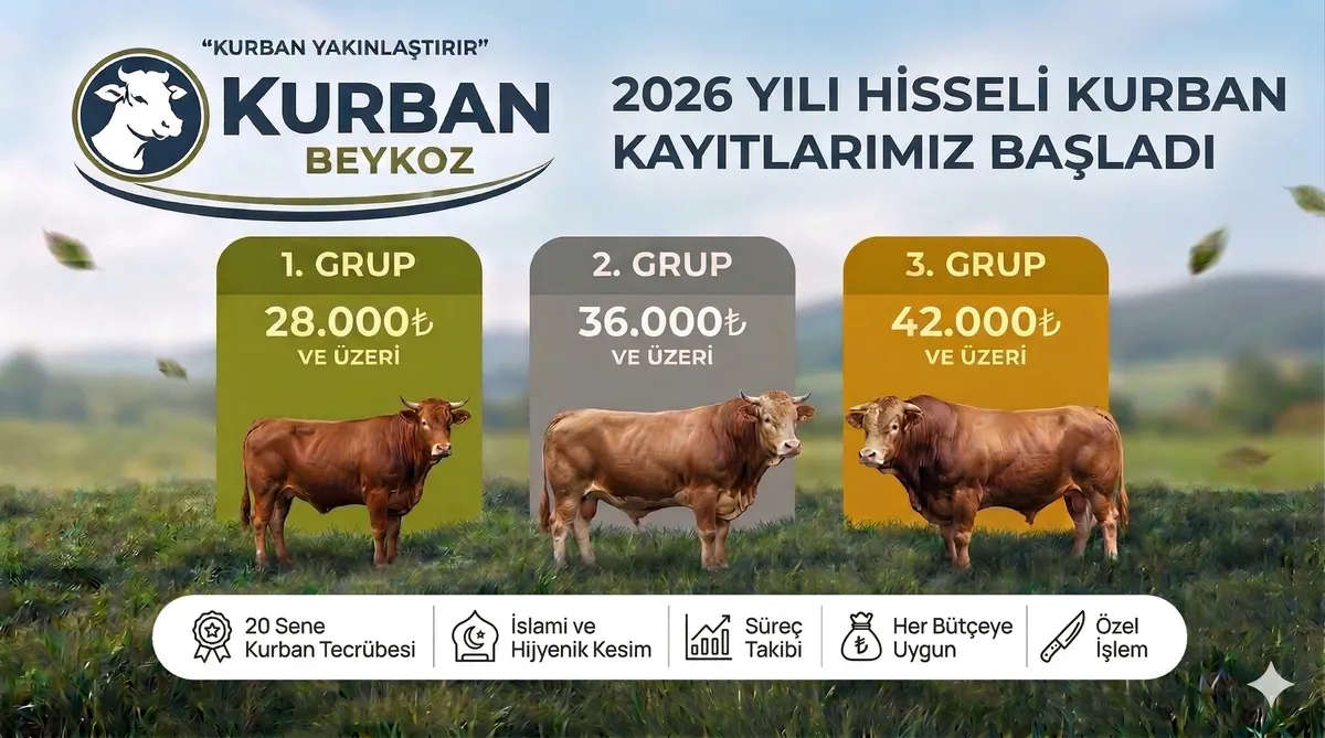 Beykoz Büyükbaş Kurbanlık - 7 Hisse Seçeneği ile İslami Usule Uygun Kesim